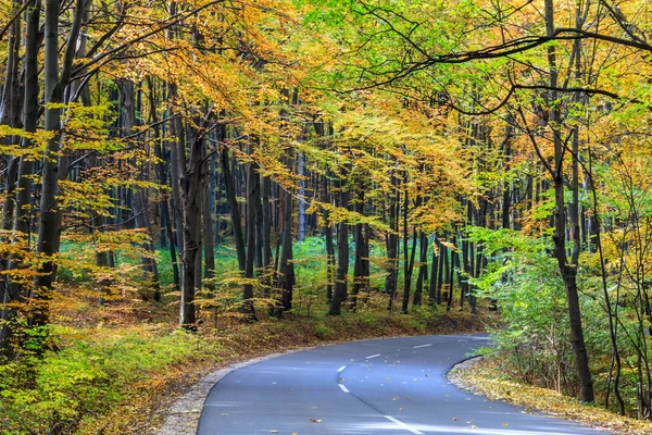 Väg i höstskogen — Stockfoto