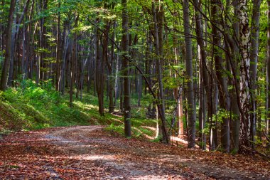 Sonbahar ormanının içinden geçen yol