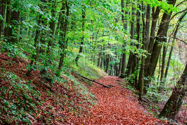 Sentier à travers la forêt d'automne — Photo