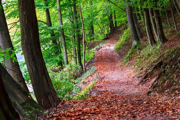 Pathway through the autumn forest — Stock Photo, Image