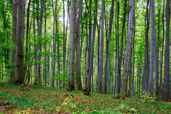 Grüner Wald — Stockfoto