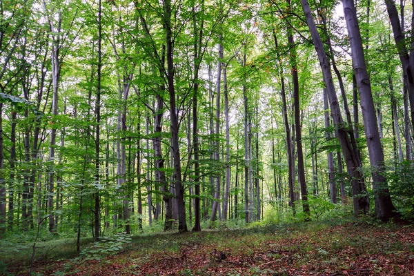 Grüner Wald — Stockfoto