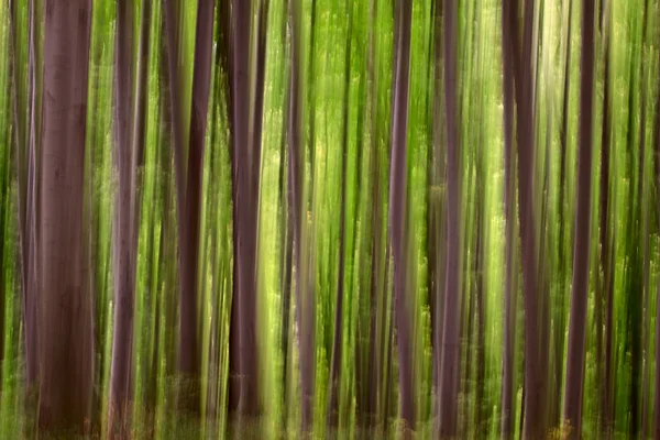 Forêt verte abstraite — Photo