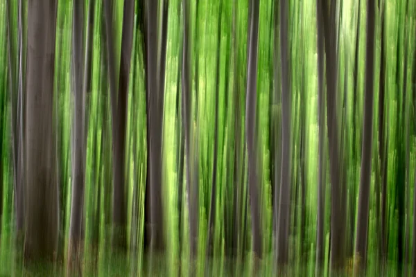 Abstract green forest — Stock Photo, Image