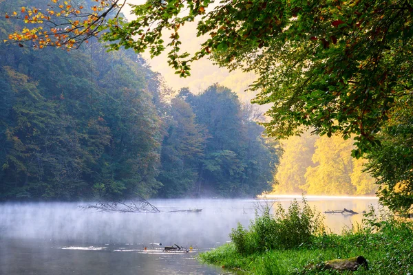 Rano jezioro las jesienią — Zdjęcie stockowe