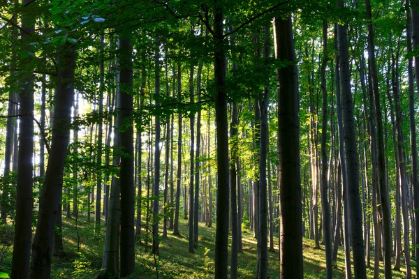 Grüner Wald — Stockfoto