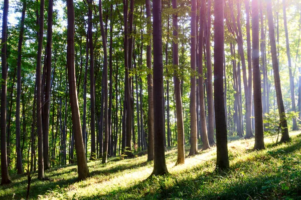 Floresta verde — Fotografia de Stock