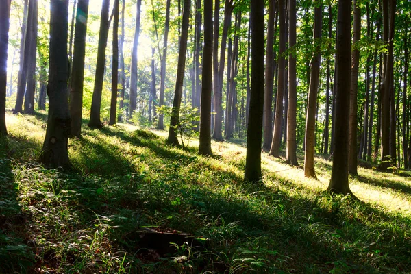 Grüner Wald — Stockfoto