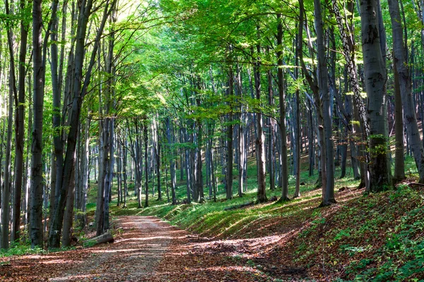 Sonbahar ormanının içinden geçen yol — Stok fotoğraf