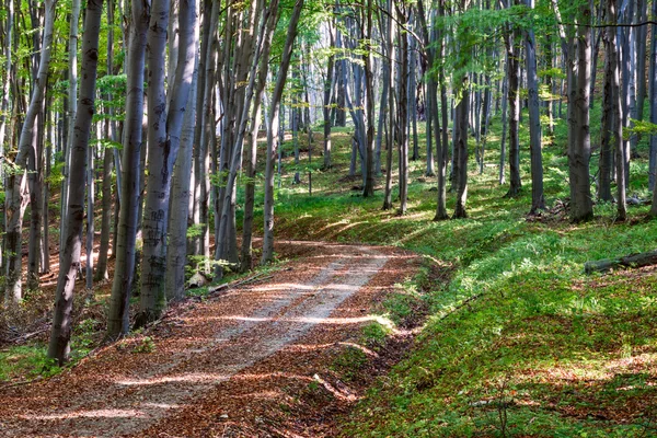 Sonbahar ormanının içinden geçen yol — Stok fotoğraf