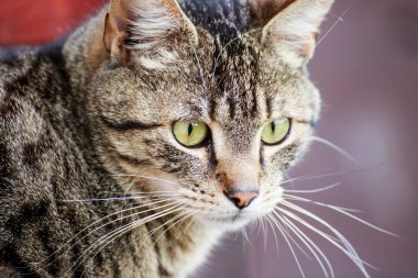 kedi portre yakın çekim