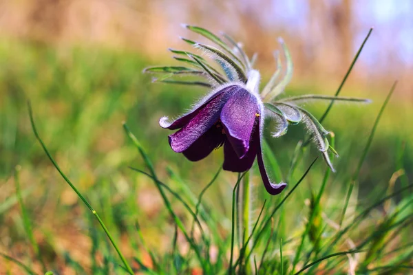 En grupp av Pulsatilla — Stockfoto