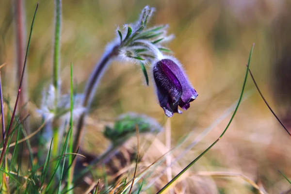 A group of Pulsatilla — Stock Photo, Image