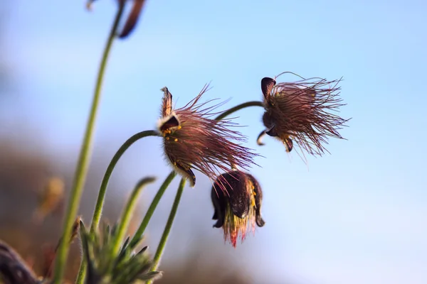 A group of Pulsatilla — Stock Photo, Image