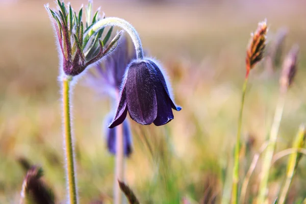 En grupp av Pulsatilla — Stockfoto