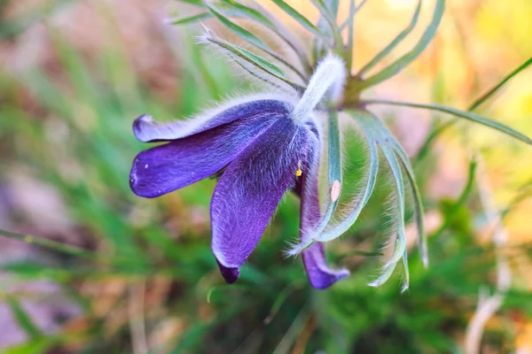 A group of Pulsatilla — Stock Photo, Image