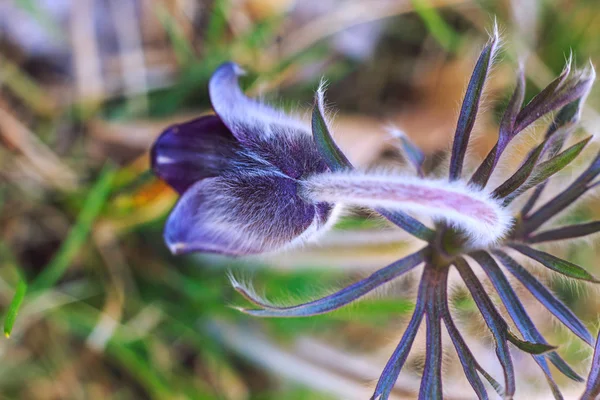 A group of Pulsatilla — Stock Photo, Image