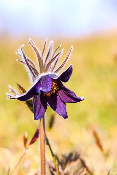 A group of Pulsatilla — Stock Photo, Image