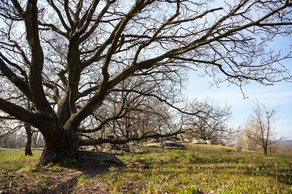 Chênes sur prairie verte à un jour de printemps — Photo