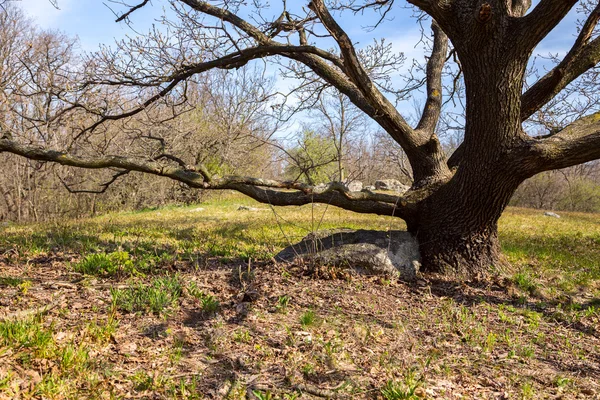 Oak trees on green meadow at a spring day — Stock Photo, Image