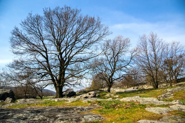 Eichen auf der grünen Wiese an einem Frühlingstag — Stockfoto