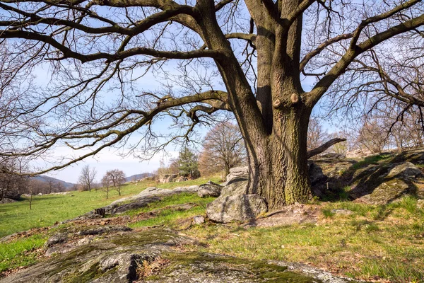 Oak trees on green meadow at a spring day — Stock Photo, Image