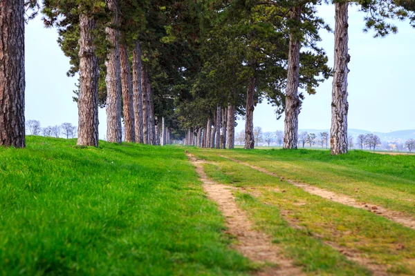 Callejón de árboles en verano con sendero — Foto de Stock