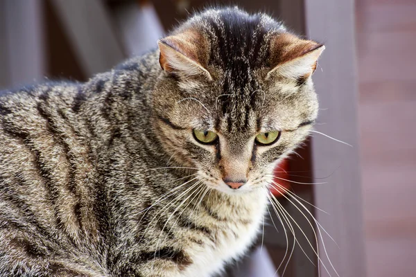 Портрет кішки крупним планом — стокове фото