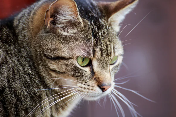 Katt porträtt på nära håll — Stockfoto