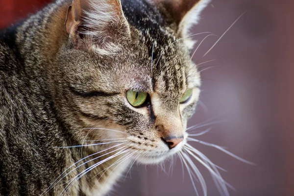 Портрет кішки крупним планом — стокове фото