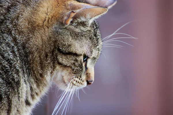 Katt porträtt på nära håll — Stockfoto