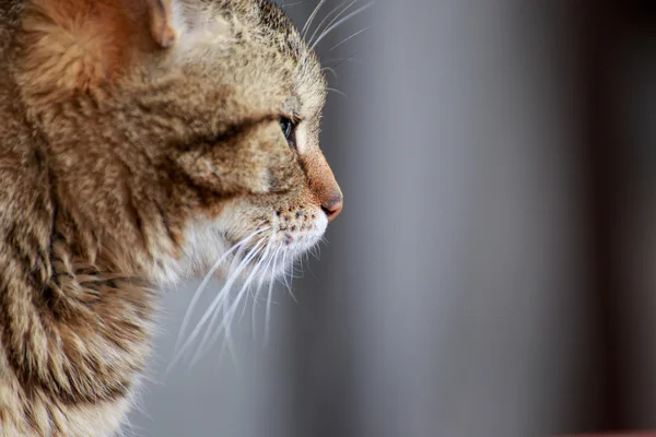 Retrato de gato de perto — Fotografia de Stock