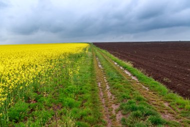 Toprak yol ve kanola alanları
