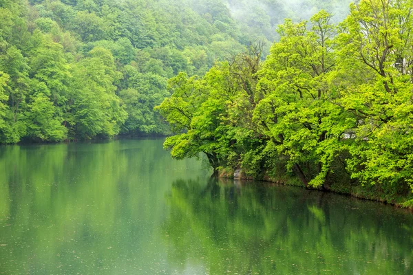 Lago del bosque Hamori —  Fotos de Stock
