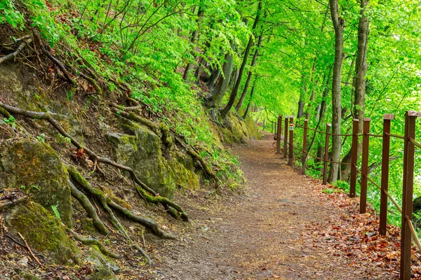 Groen bos met pad — Stockfoto