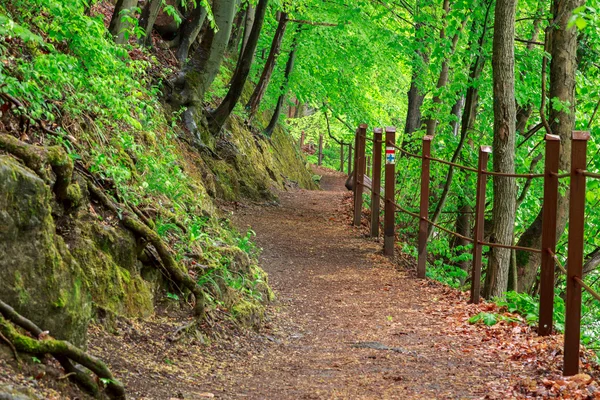 Bosque verde con sendero —  Fotos de Stock