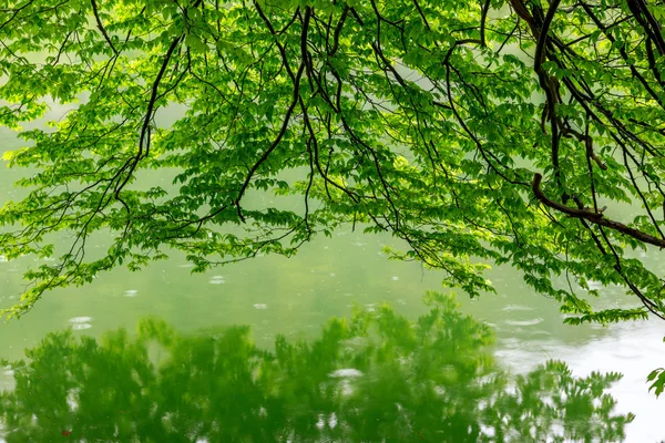 Forest lake Hamori — Stockfoto
