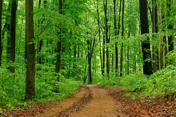 Zöld erdő út — Stock Fotó