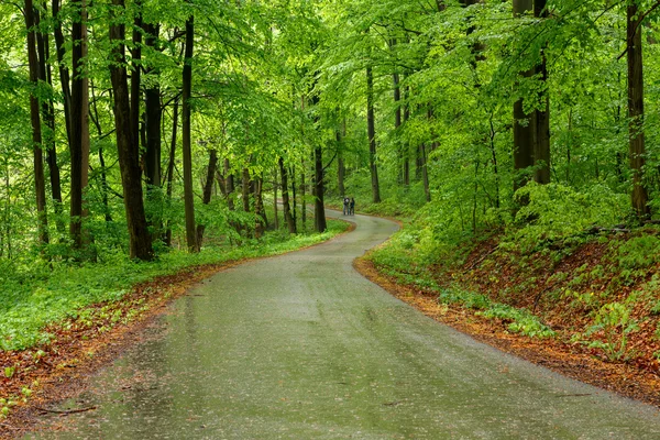 Gröna skogen med väg — Stockfoto
