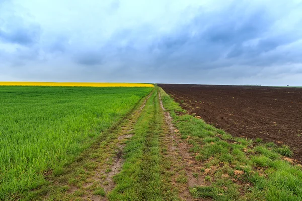 Estrada de terra e campos de canola — Fotografia de Stock