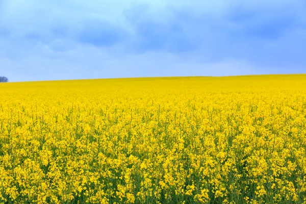 Campo di colza — Foto Stock