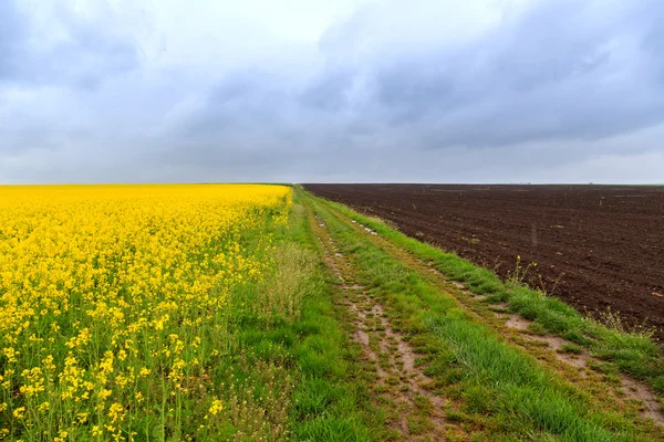 Χωματόδρομος και πεδία canola — Φωτογραφία Αρχείου