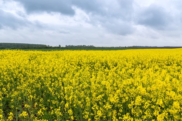 Koolzaad veld — Stockfoto