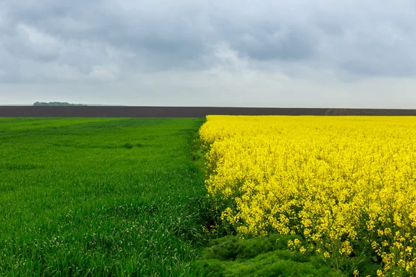 Rapsfeld — Stockfoto