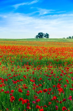 Haşhaş alan yaz çayır
