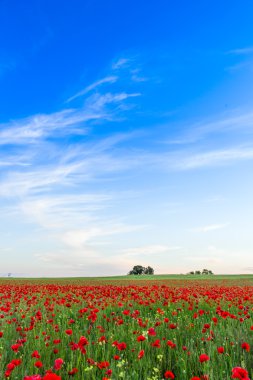 Haşhaş alan yaz çayır