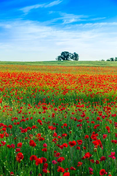 Campo de amapolas prado en verano — Foto de Stock