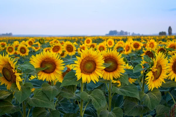 Ett vackert solrosfält — Stockfoto