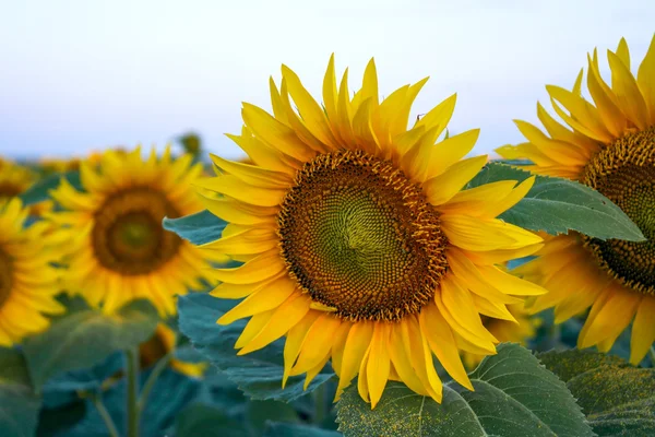 Un beau champ de tournesol — Photo