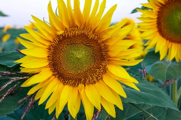 Un beau champ de tournesol — Photo